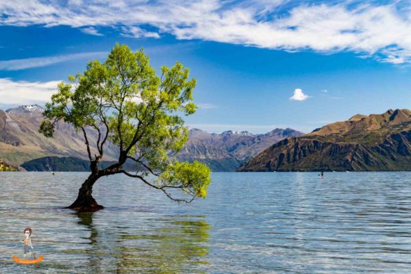 Neuseeland Wanaka Tree