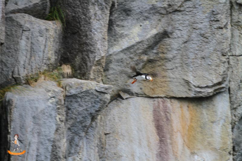 Kenai Fjords Nationalpark Papageientaucher