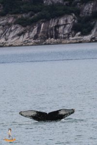 Kenai Fjords Nationalpark Wal
