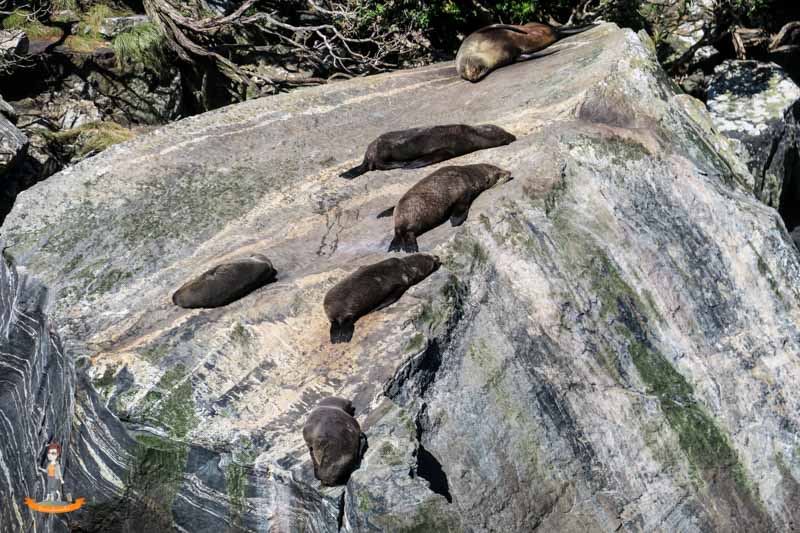 Milford Sound Schifffahrt Uebernachtung Robben