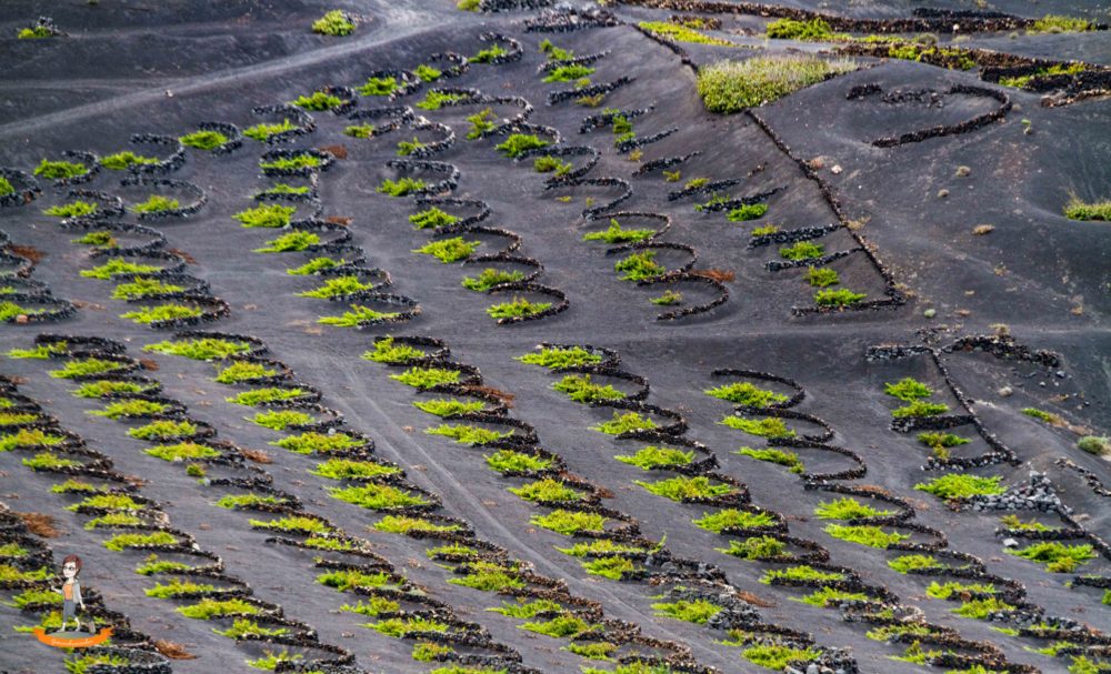 Lanzarote Weinanbau