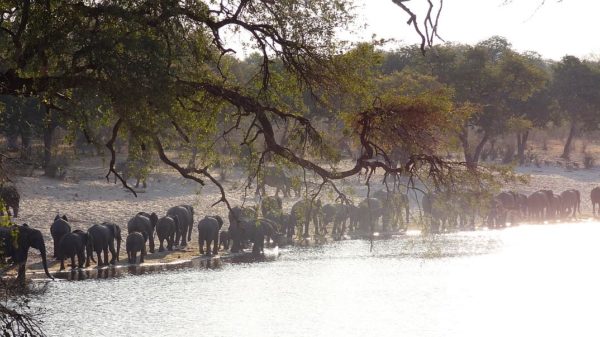 namibia-bwabwata-elefantenherde-horseshoe-reiseblitz Namibia Tipps Elefantenherde