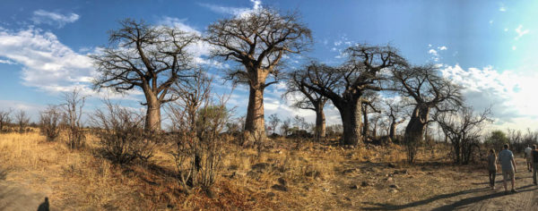 Botswana Savute Chobe Nationalpark Baobab 2 Botswana Savute Chobe Nationalpark Baobabwald