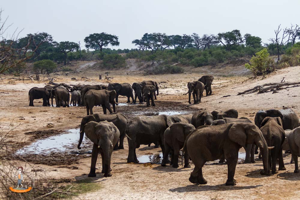 Botswana Savute Chobe Nationalpark Elefanten