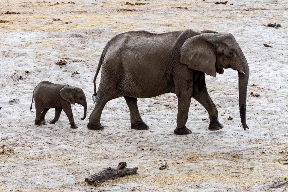 Botswana Savute Safari Camp Chobe Nationalpark Elefanten