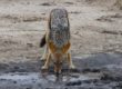 Botswana Savute Chobe Nationalpark Schakal