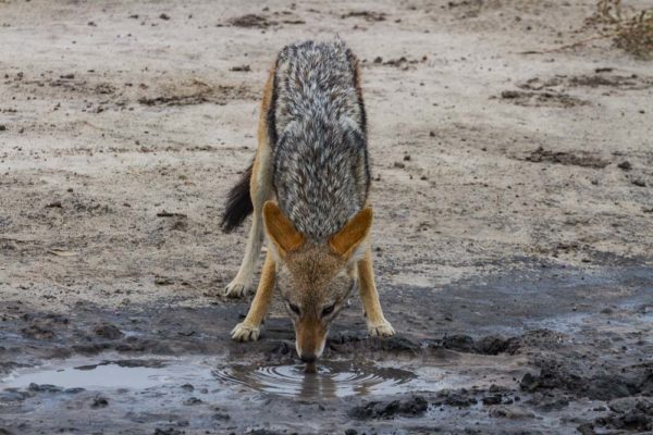 Botswana Savute Chobe Nationalpark Schakal Botswana Savute Chobe Nationalpark Schakal
