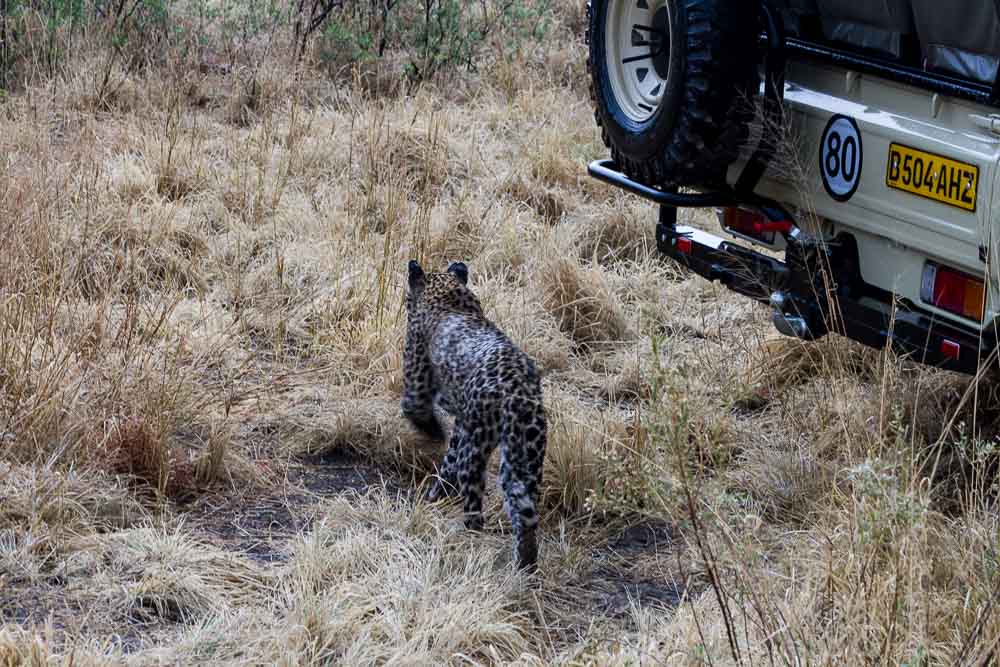 Botswana Savute Safari Camp Chobe Nationalpark Leopard