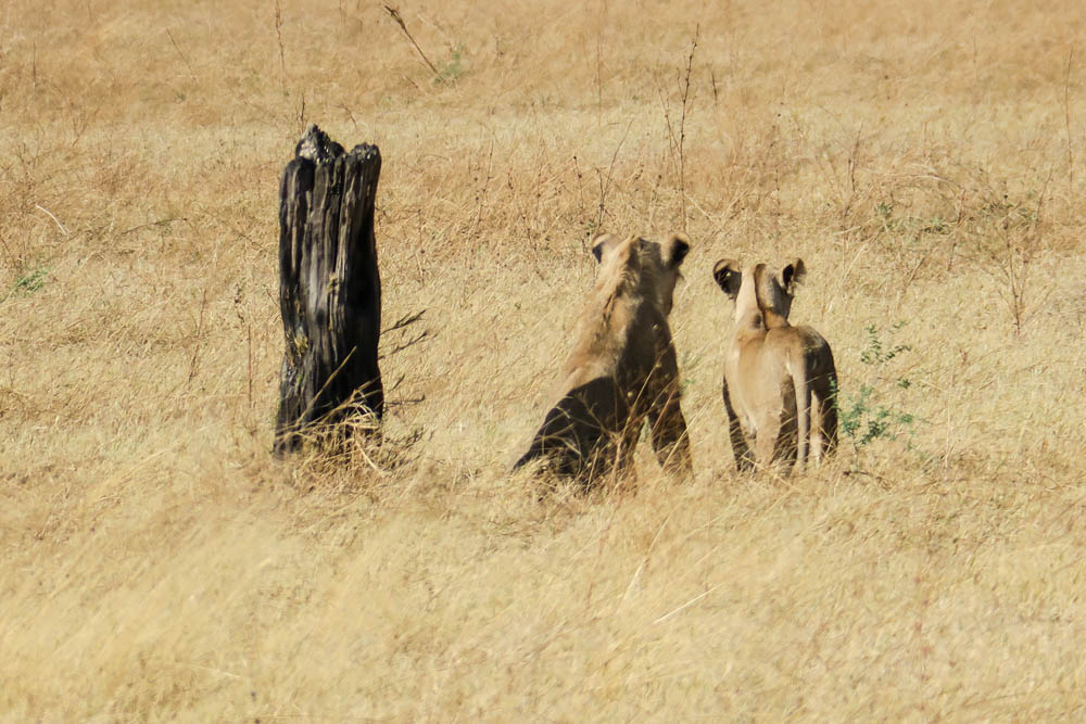 Botswana Savute Chobe Nationalpark Löwen