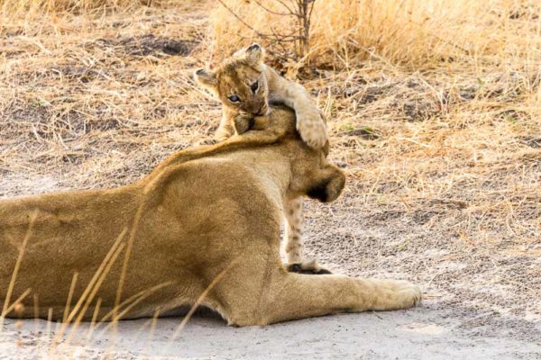 Botswana Savute Chobe Nationalpark Loewen 2 Botswana Savute Chobe Nationalpark Löwe
