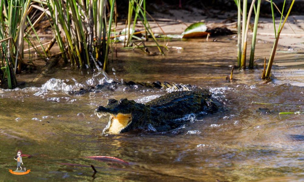 Okavango Delta Safari Krokodil