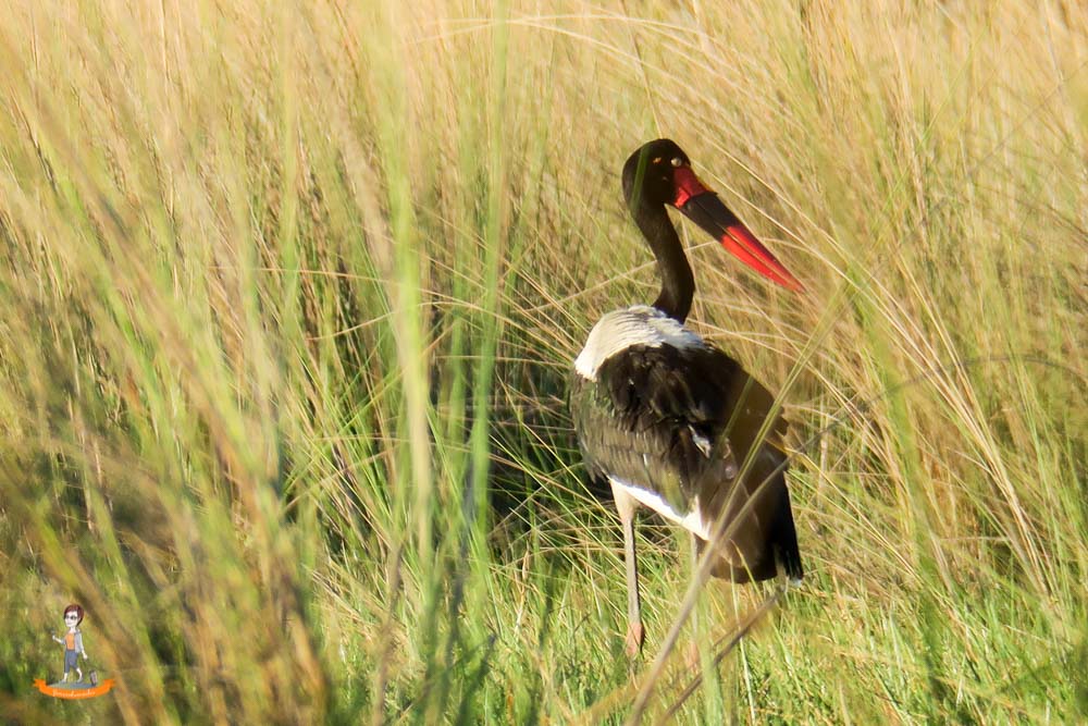 Okavango Delta Safari Vogel