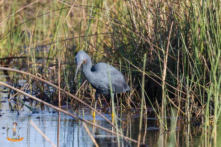 Okavango Delta Safari zu Fuß und mit dem Mokoro