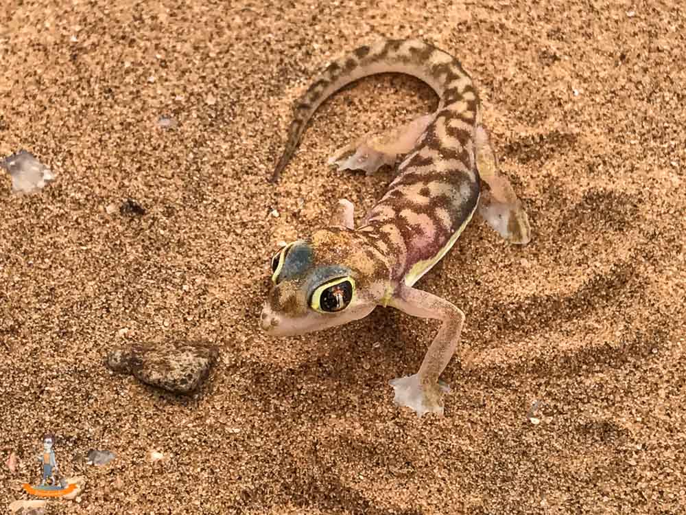 Swakopmund Gecko