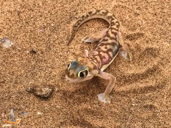 Living Desert Namibia Palmatogecko Living Desert Namibia Palmatogecko