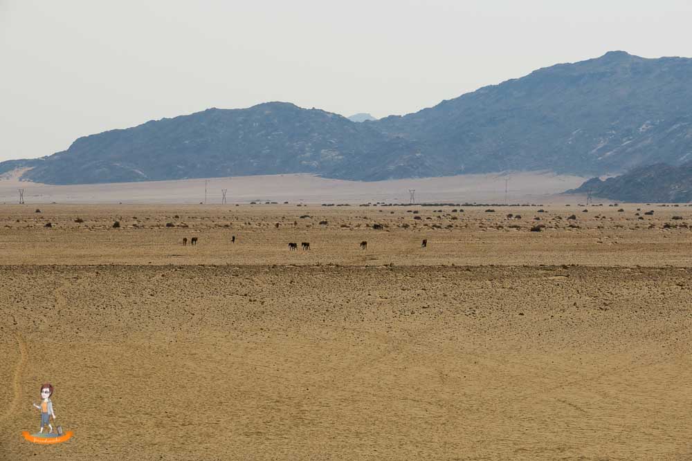 Wüstenpferde von Namibia