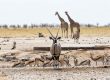 Etosha Nationalpark Namibia