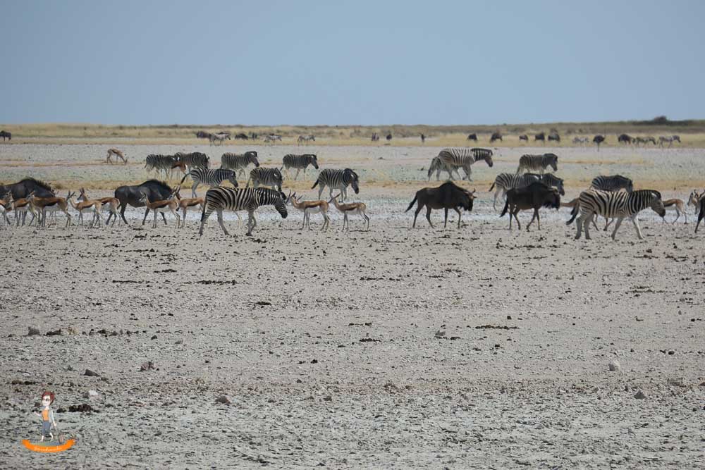 Etosha Nationalpark Namibia Zebras Gnus