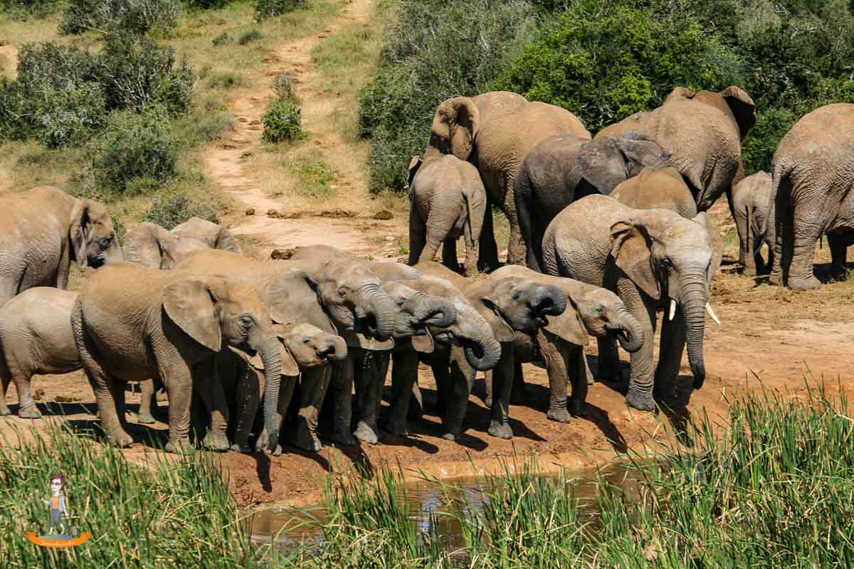 Addo Elephant Park Südafrika