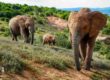 Addo Elephant Park Südafrika