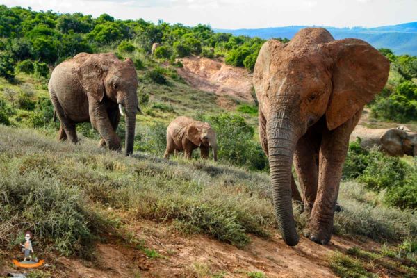 Addo Elephant Park Suedafrika 12 Addo Elephant Park Südafrika