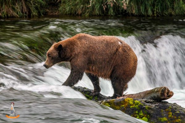 Brooks Falls Alaska 2 Brooks Falls Alaska