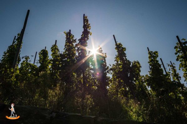 Fotoparade Mosel Fotoparade Mosel