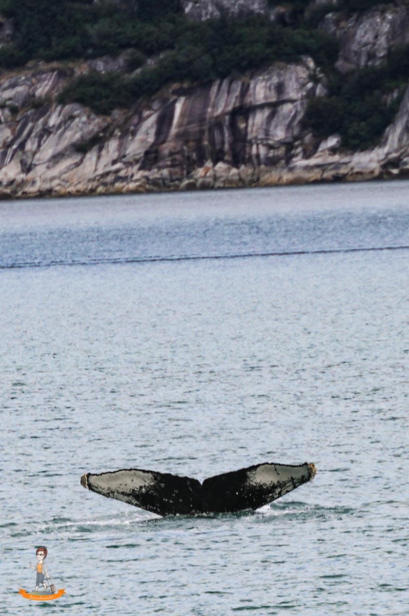 Kenai Fjords Whalewatching