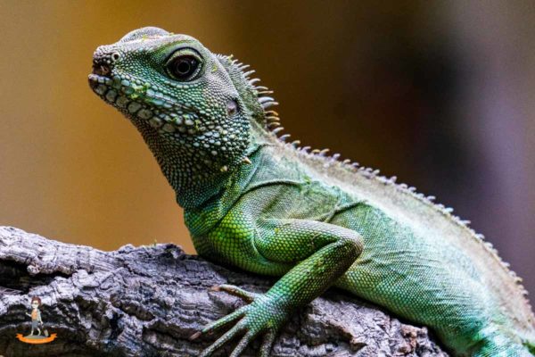 Terrazoo Rheinberg Echse